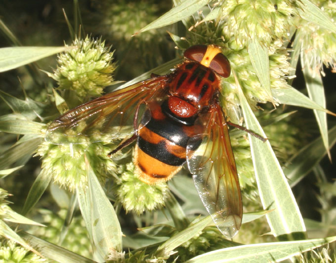 Volucella zonaria